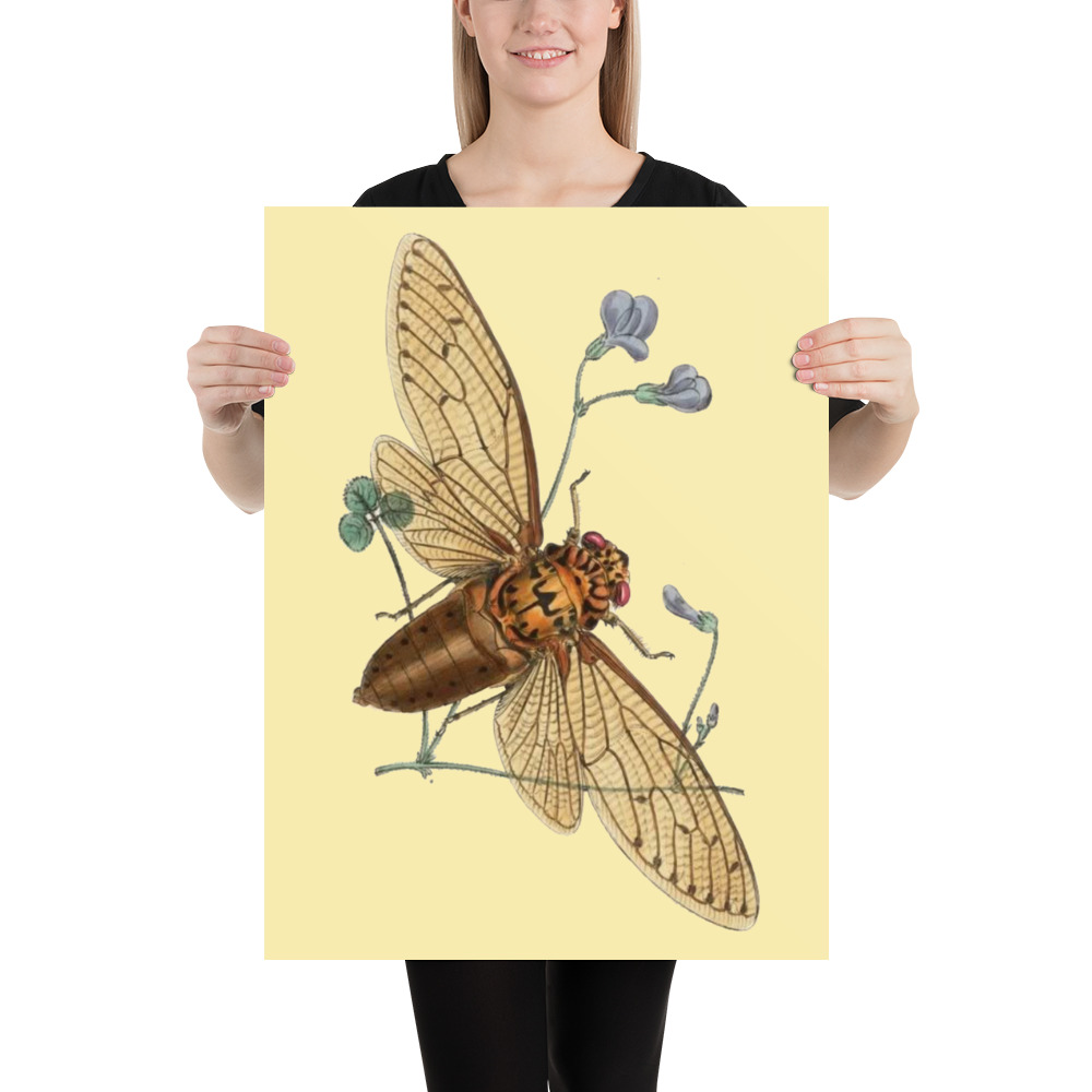 Vintage Cicada Poster | Ento Store